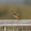 Redstart; Colirrojo Real