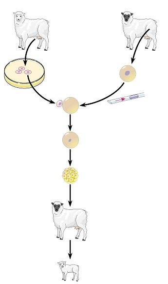 Quy trình tạo ra cừu Dolly - sản phẩm của công nghệ tế bào