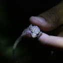 Mediterranean Gecko