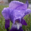 Bearded Iris