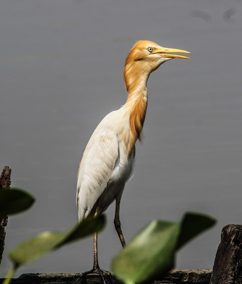 Cattle Egret