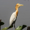 Cattle Egret