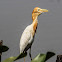 Cattle Egret