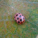 Ladybird Beetle