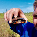 Painted turtle