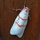 Cyana Moth