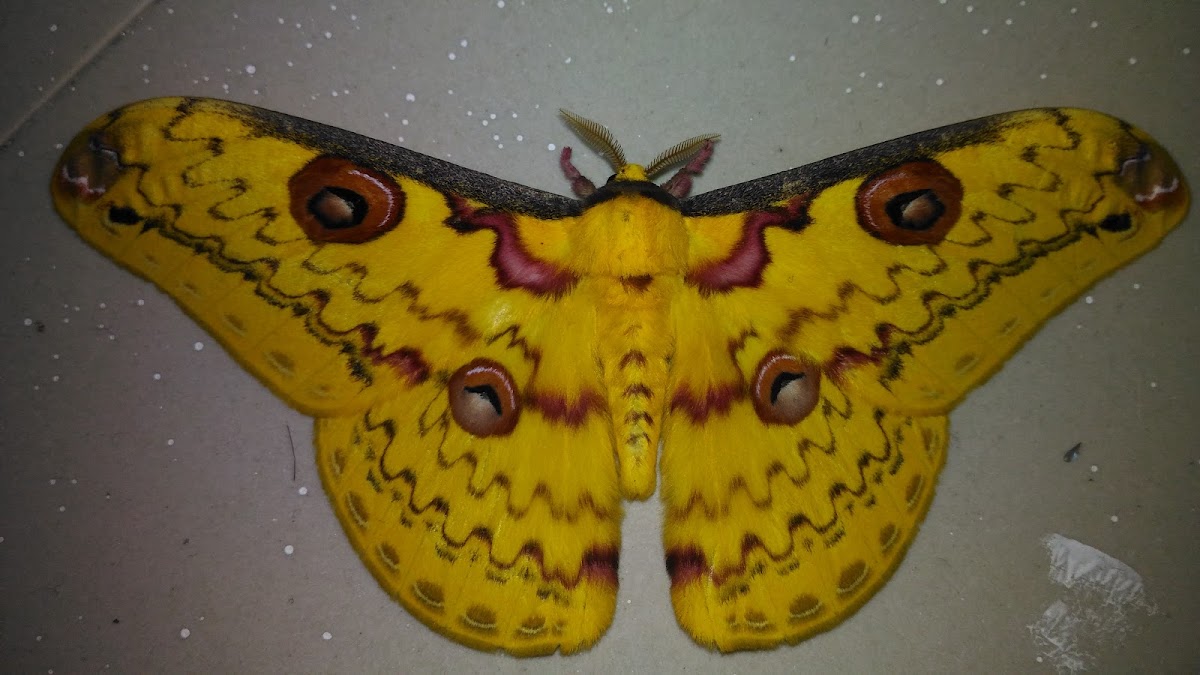 Golden emperor moth