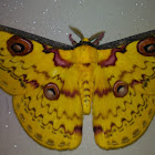 Golden emperor moth