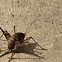 Spotted Camel Cricket