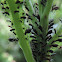 Black Aphids