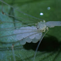 Leptopholcus borneensis