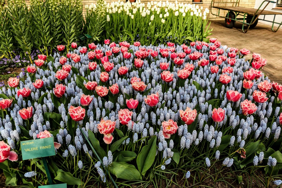 Парк Keukenhof, Ouddorp и Rotterdam "на закуску" - апрель 2017