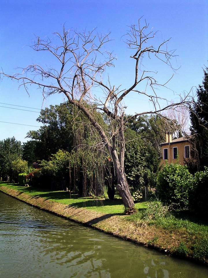 Piantato alla rovescia di sirion67