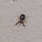 Hairy-armed Jumper, female