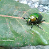 Green Metallic Beetle