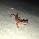 Cave Salamander