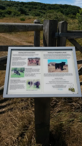 Grazing At Hengistbury Head