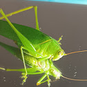 Green grasshopper