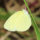 Common Grass Yellow