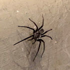 Southern House Spider