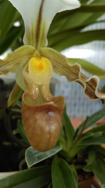 Paphiopedilum tranlienianum WOsyyf7RBiDCQvj_TDcNBtdHjnYdFYxe_7SHkgiVueg41__--b2Zy6OZ-FAvfZrKLY7o65sgcU2rj766eJHazZukRaM98RWG8bdLcTnQrpTvSRaJswJdbxIidGTXsKbO5U7J7DpLpS2n1mw-m1YZ8YVctFQ28r5Sz6LBMDjaFasu5thBNaBS6Wc-IXpSGPYGyP8tVu3s2T4HbIH8PqoRt_lTB9h-OjZuB92ENV765yBpbSsXzSeiDEa6QREaRwmUs9hQb12QwyOw-qkMWSlqQt9AeoxKtGneqBUTaIX5zueIlnrDOt0qYObWM_EXAejY6XIuHyZm5UVblcf00MX-_ll5ymshJx03UaIerla13Cey6-7jEg4qxi4wU-ji460oVY7EyZA3peV2spwmGiQgx99gQGyCxuIm-lEWDvvbIFX-Ut4oaaMbE--YApAbFvfAW8OZpnKM7YjHtQ4o45rgP0Svyh-jFdOenRi6bw1XjxqDCCV7aXUSECmxC-UL7tI01tt7vir27DMlwrQVtknleiM4BAFce45-hXgM4rT59eBtsQAGRde8MnWk8AP5EoEHOVU1AA=w356-h635-no