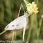 Small White