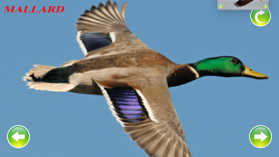 Duck Sounds(圖3)-速報App