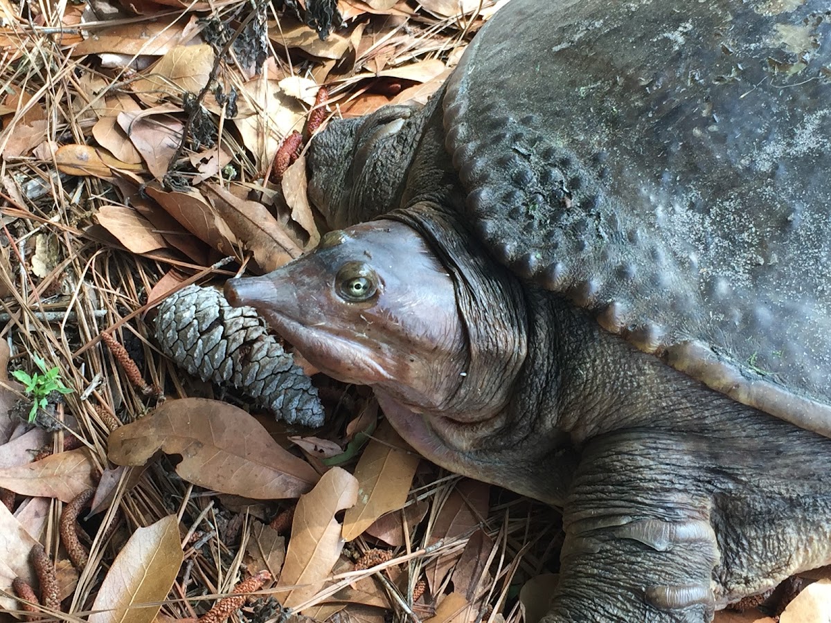 Florida Softshell Turtle