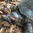 Florida Softshell Turtle