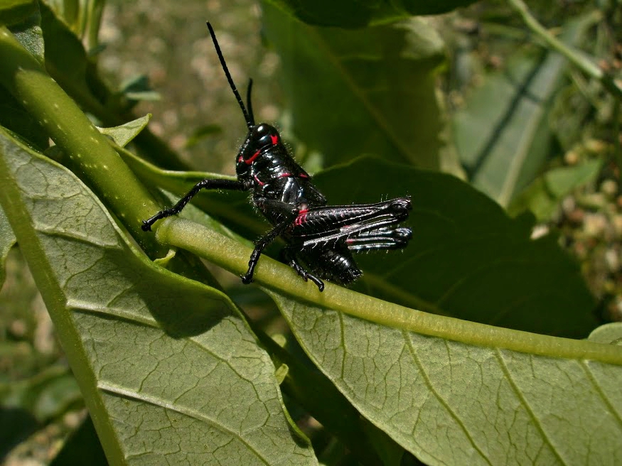 Grasshopper (Nymph)