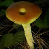 Shaggy-stalked Bolete