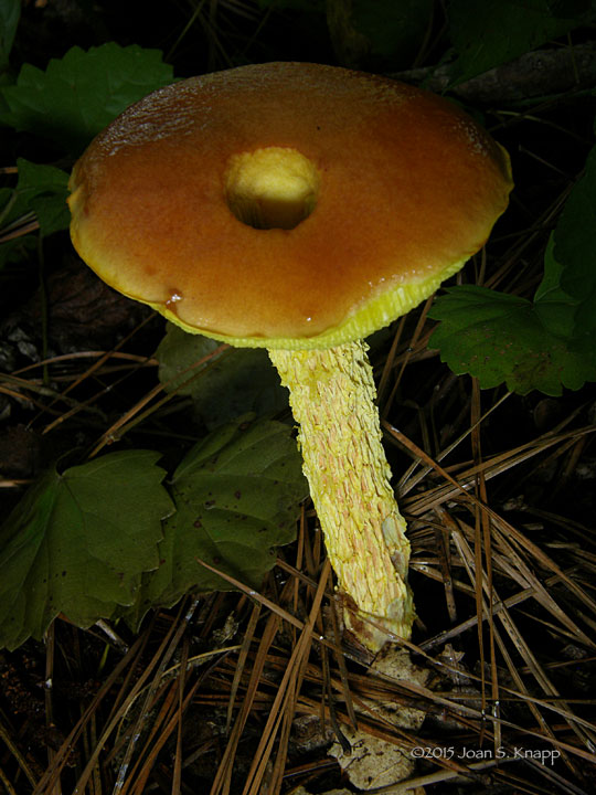 Shaggy-stalked Bolete