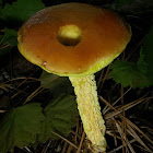 Shaggy-stalked Bolete