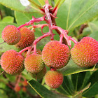 Strawberry tree, Madroño