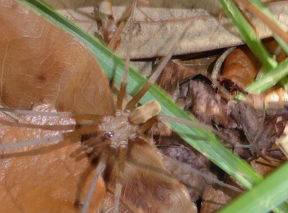 Southern House Spider