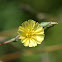 Prickly Lettuce