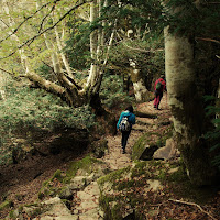 Trekking nei boschi di 