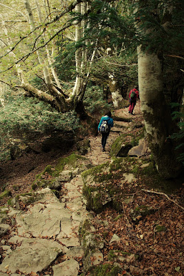 Trekking nei boschi di AngeloEsse