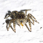 Juvenile Jumping Spider with Prey