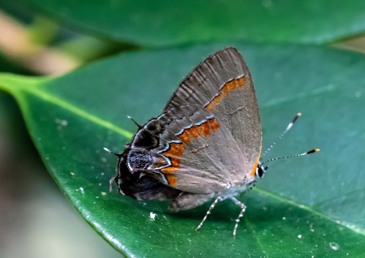 Red-banded Hairstreak