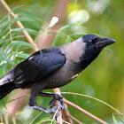 House crow (Corvus splendens) / காக்கா (kakka)