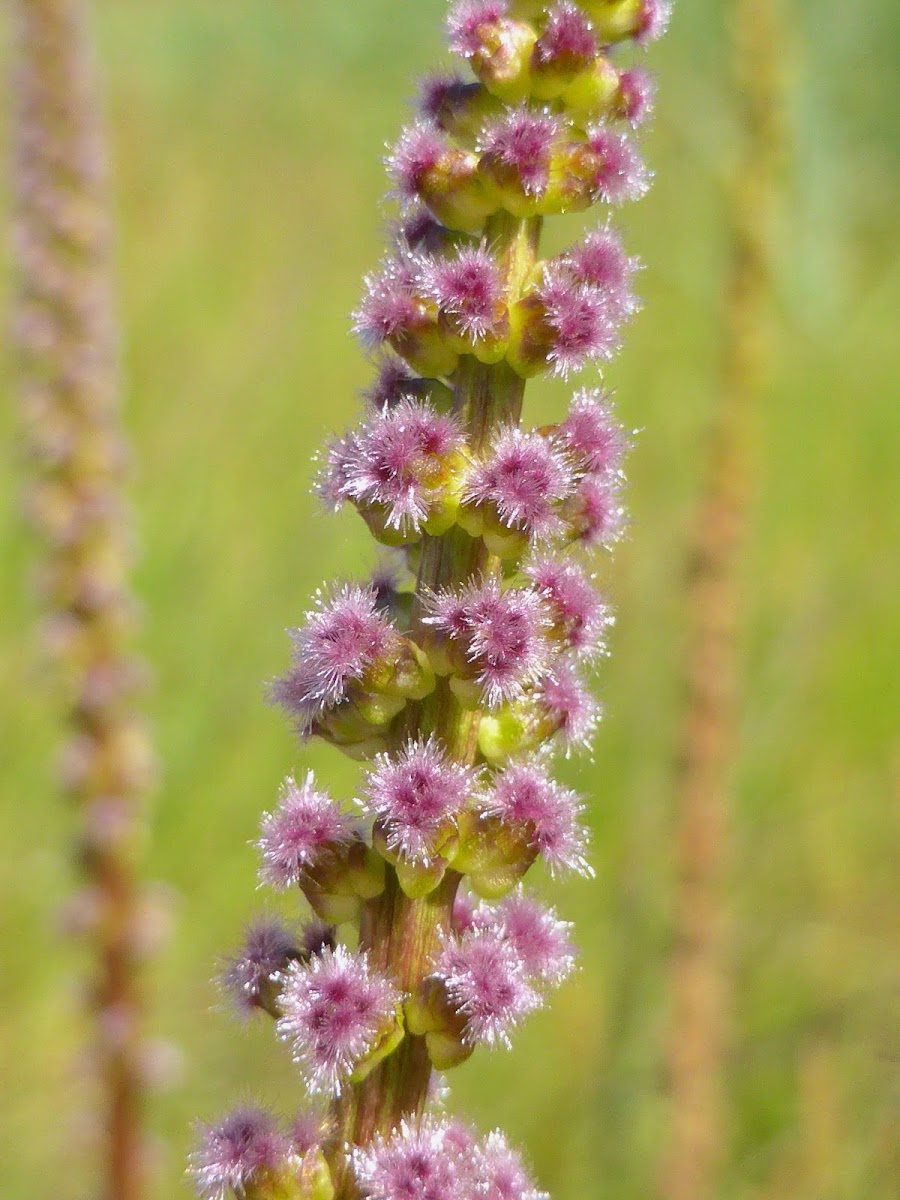 Seaside Arrowgrass