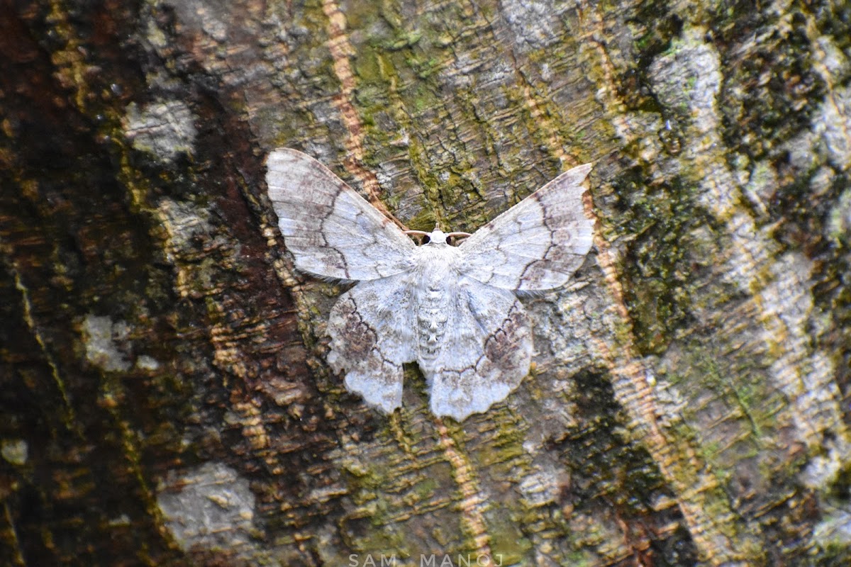 Lappet Moth