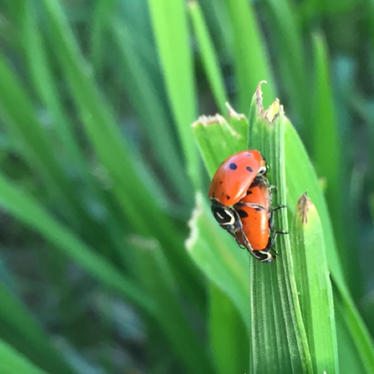 Convergent Lady Beetle