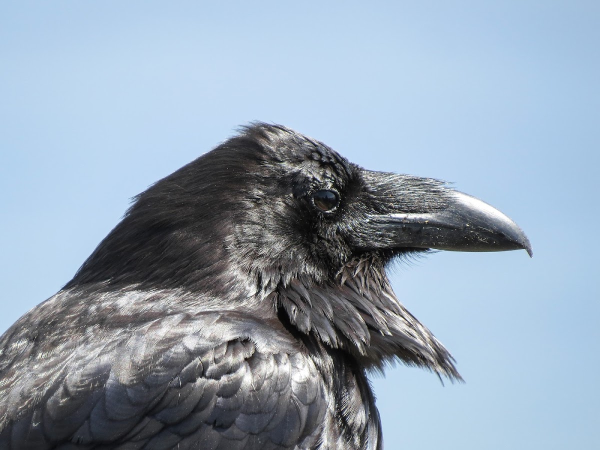 Common Raven