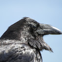 Common Raven