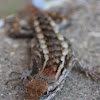 Texas Spiny Lizard