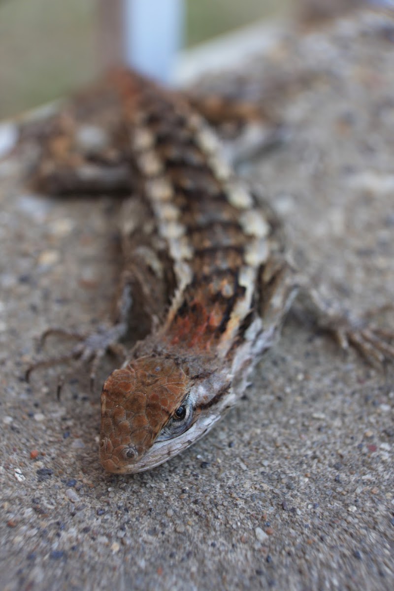 Texas Spiny Lizard