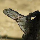 Inguanid Lizard