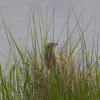 Saltmarsh Sparrow